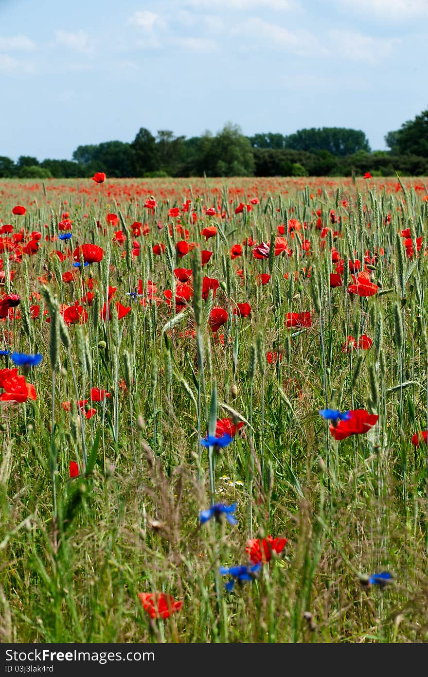 A landscape with grain and poppy field. A landscape with grain and poppy field