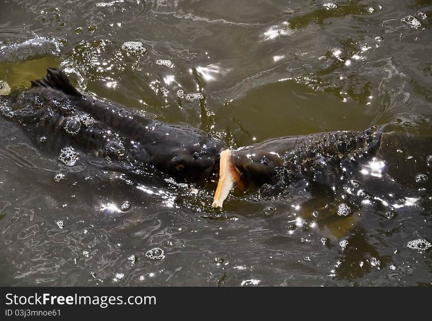 Two hungry carps are fighting over a piece of bread. Two hungry carps are fighting over a piece of bread