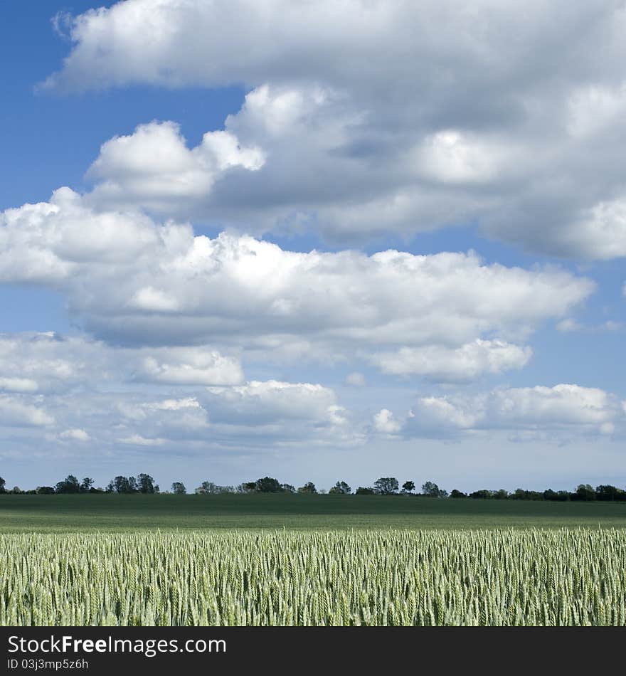 Green field of wheat in sunlight