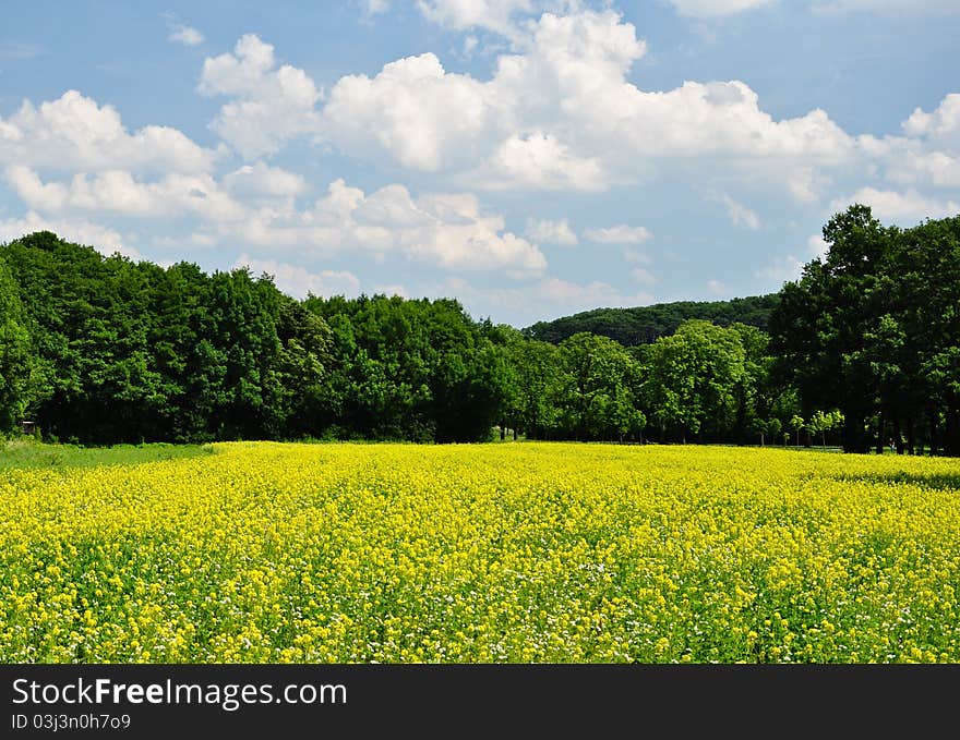 Rapeseed Field Under A Blue Sky