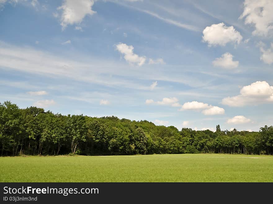 Beautiful forestline under a blue sky