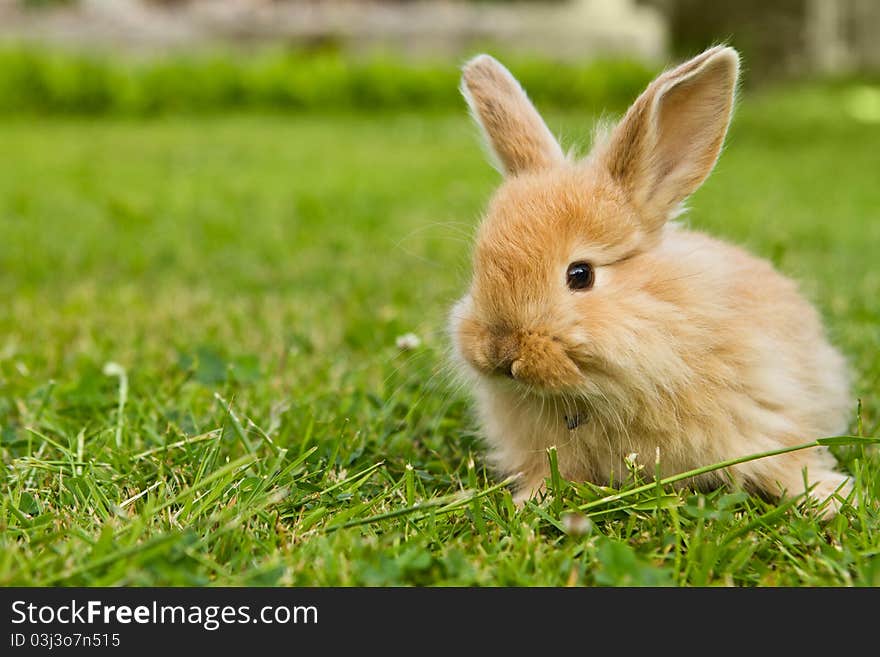 Baby gold rabbit in grass