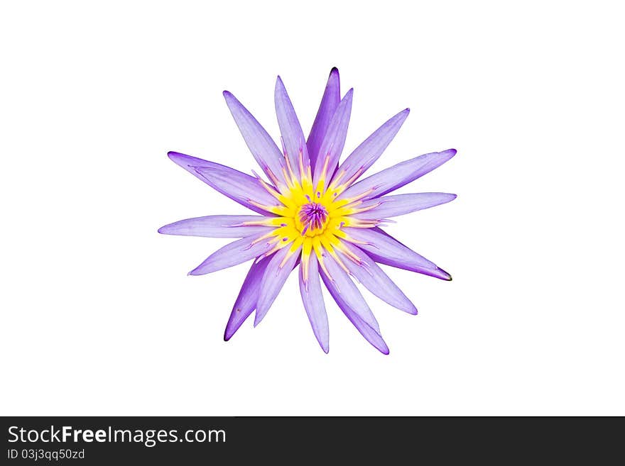 A blooming lotus flower isolate on white background. A blooming lotus flower isolate on white background