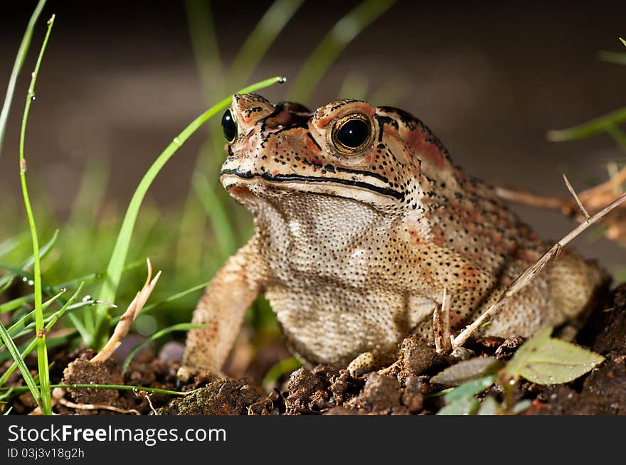 A brown frog with black dotted spot. A brown frog with black dotted spot