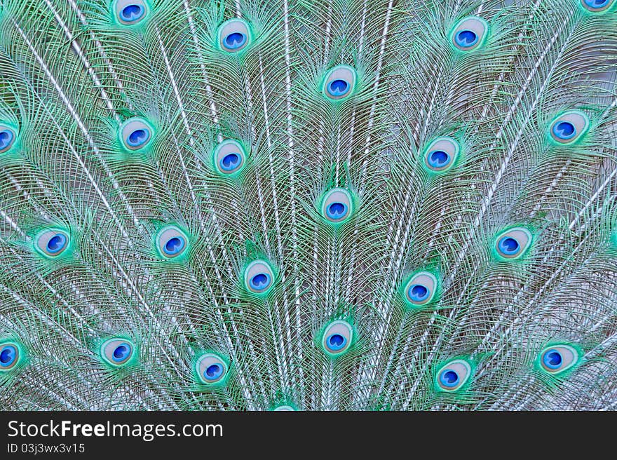 Closeup beautiful Tail of a peafowl. Closeup beautiful Tail of a peafowl.