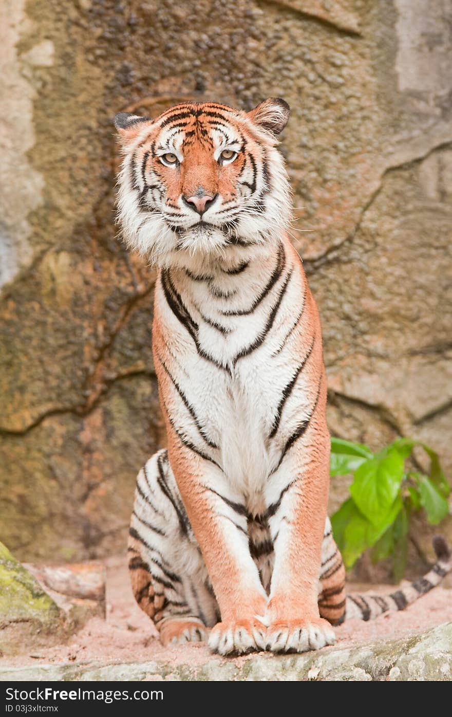 Close-up a Bengal Tiger sitting on a rock. Close-up a Bengal Tiger sitting on a rock.