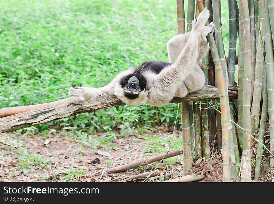 Closeup white handed Gibbon or Lar Gibbon.