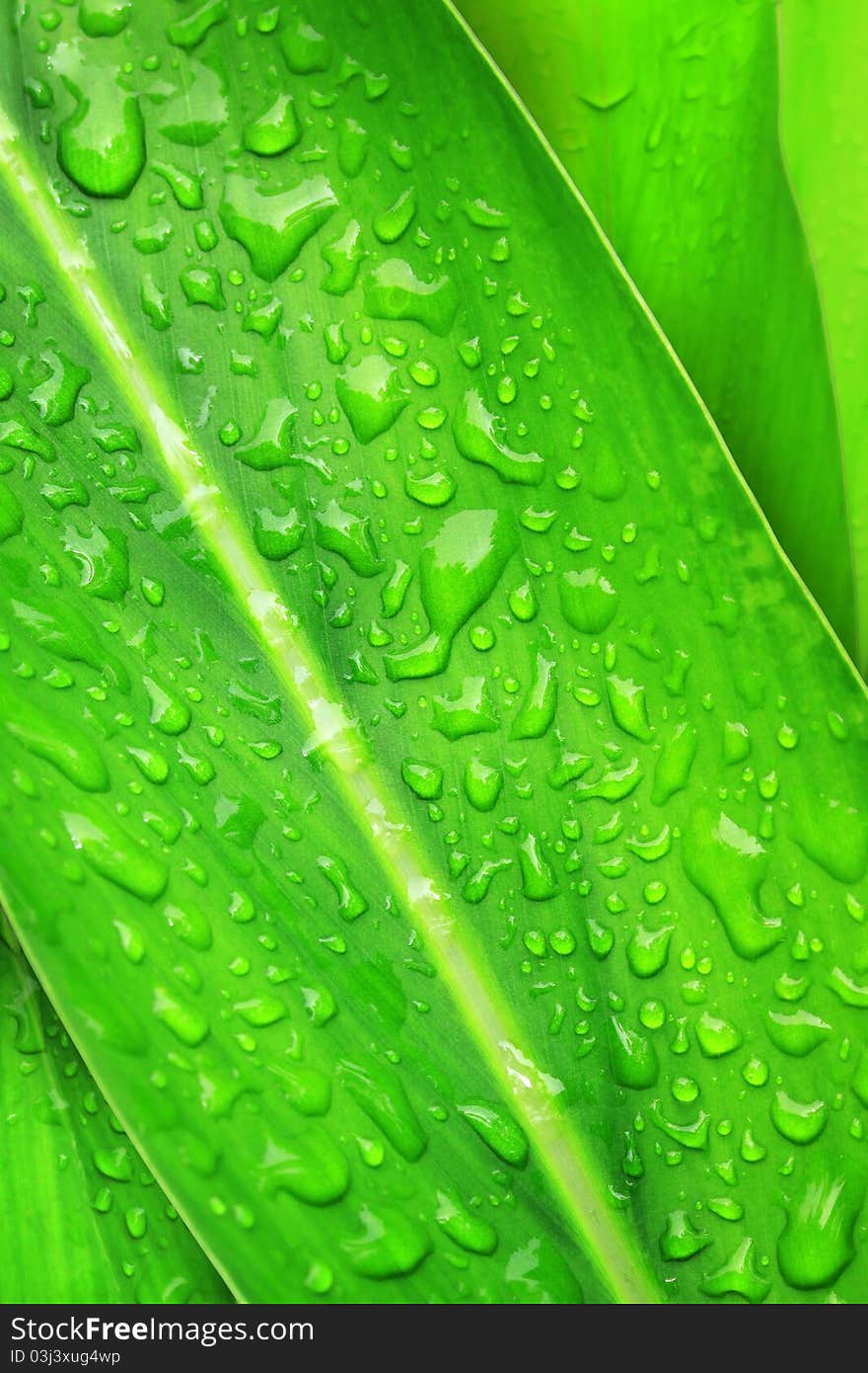 Water drops on plant leaf