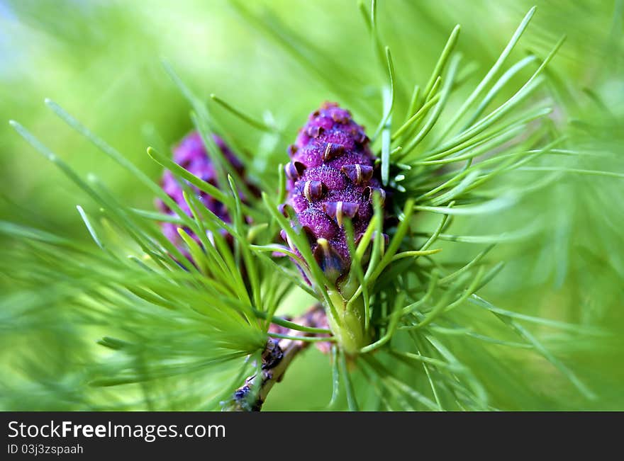 The fresh cone on a larch in the spring