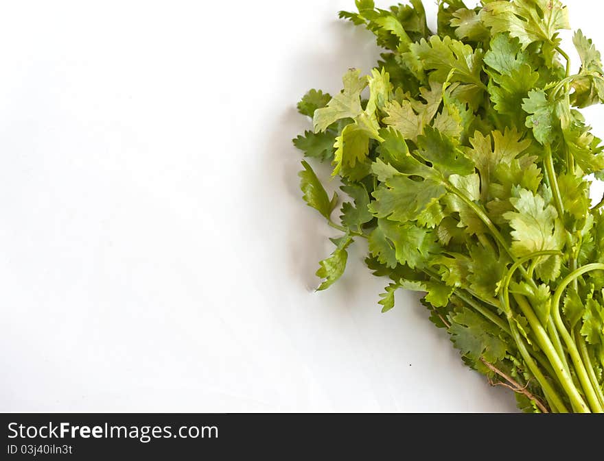 Coriander