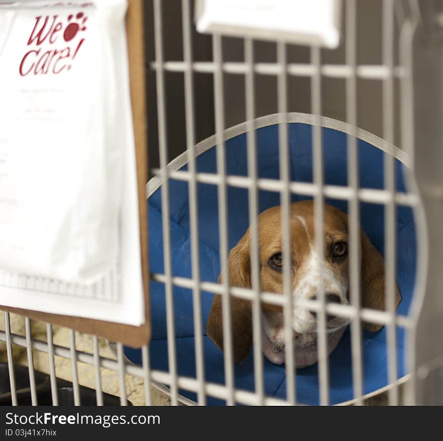 A beagle recuperating at a vet's hospital. A beagle recuperating at a vet's hospital