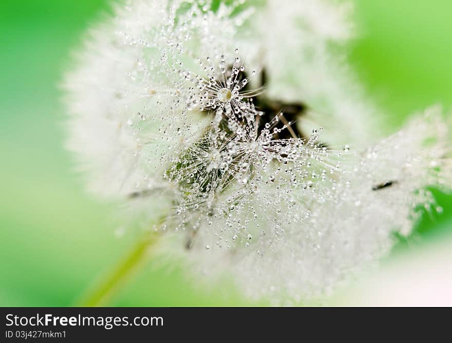 Close-up of wet dandelion seed with drops