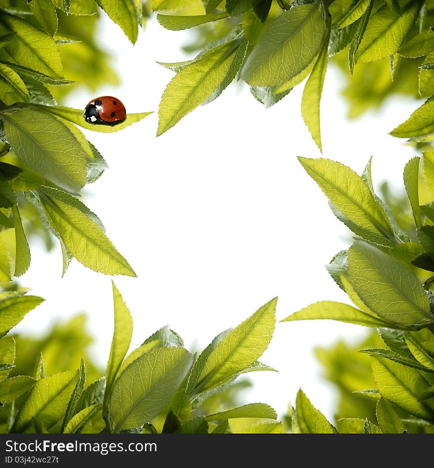 Red ladybird on a fresh green leaves. Red ladybird on a fresh green leaves