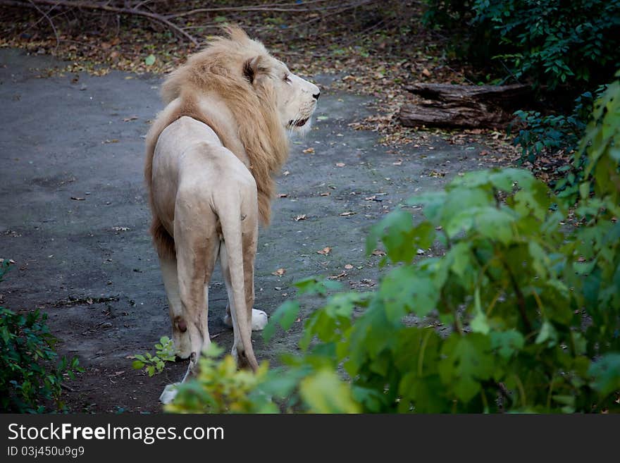 A white lion look at something