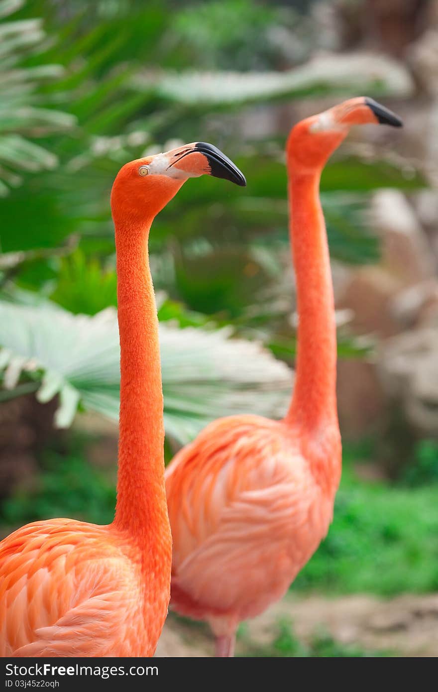 Flamingo