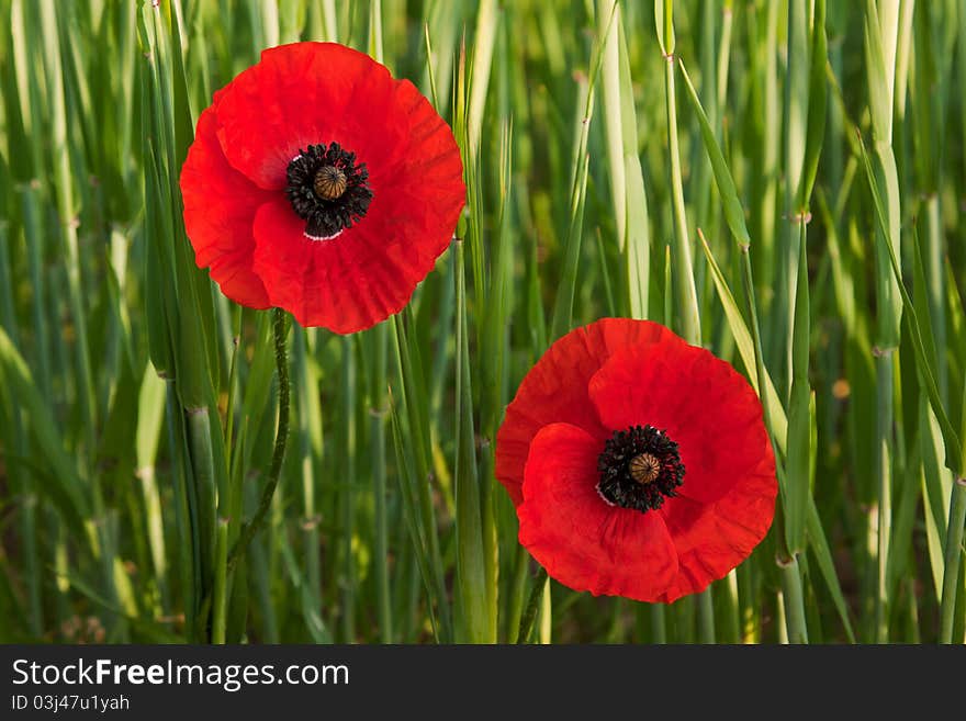 Two Poppies