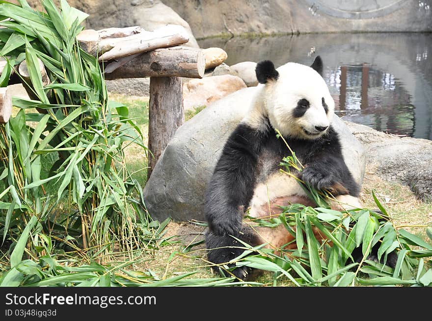 The panda eating bamboo leaves