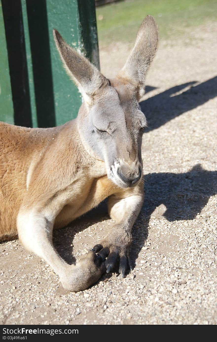 Kangaroo. Australia