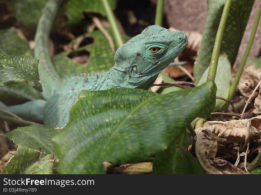 The chinese water dragon among the green leaves.