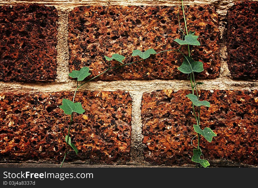 Leaf on laterite on brick wall with dark corners