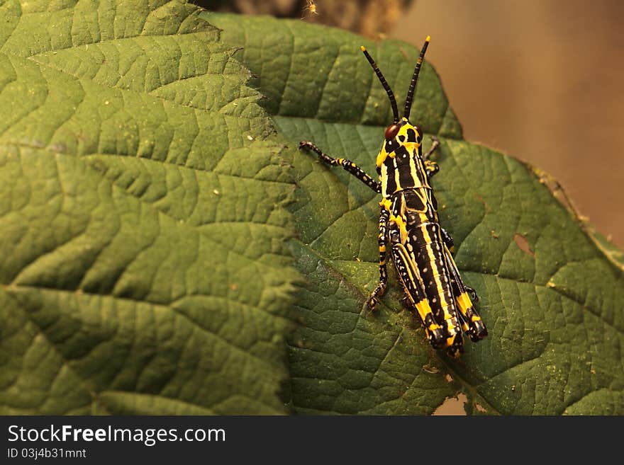 Variegated grasshopper