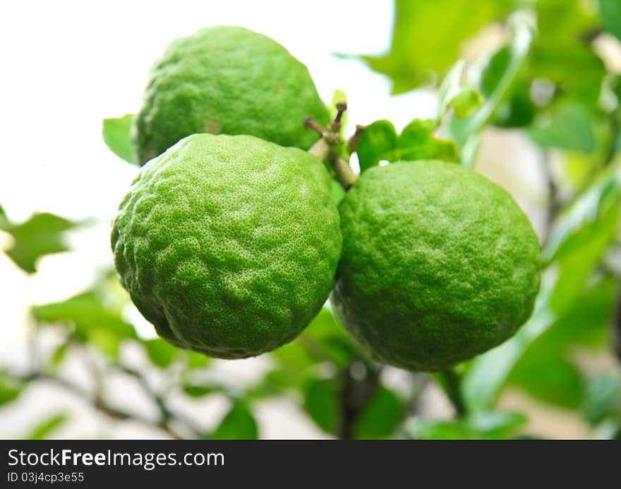 Kaffir lime in the garden