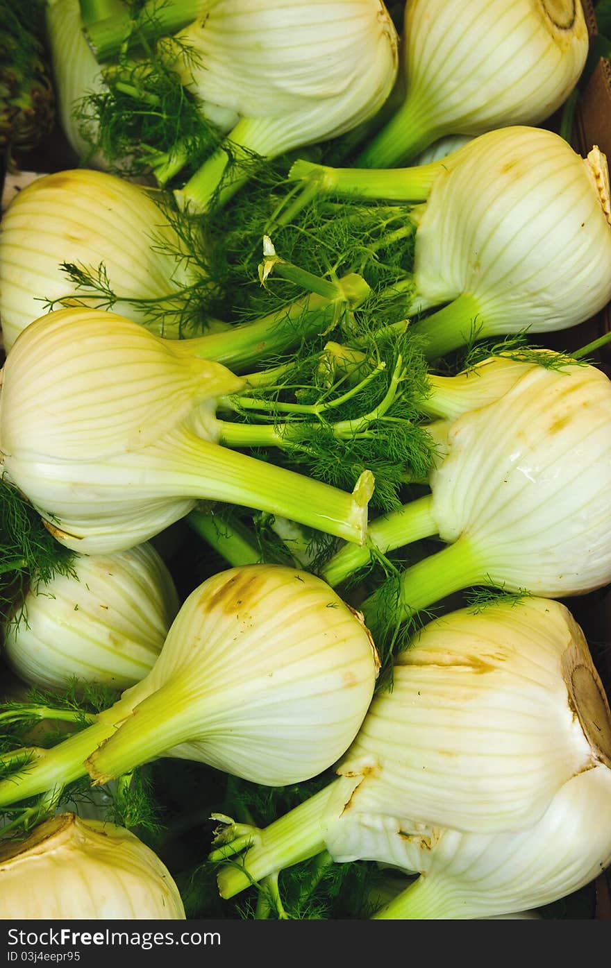 Fresh Fennel bulbs