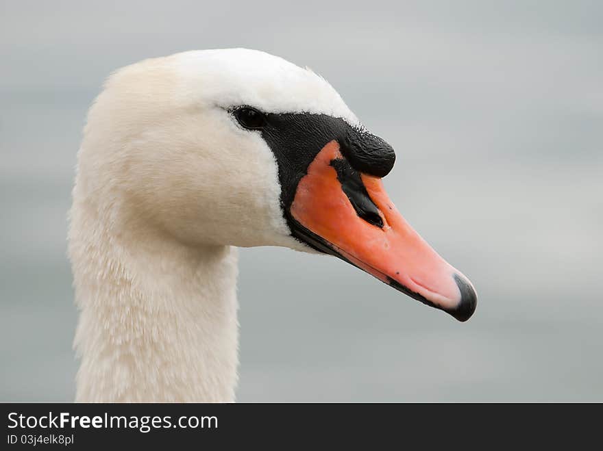 Head of a mute swan