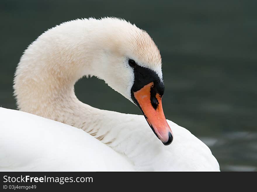 A cleaning mute swan in the lake of Brienz