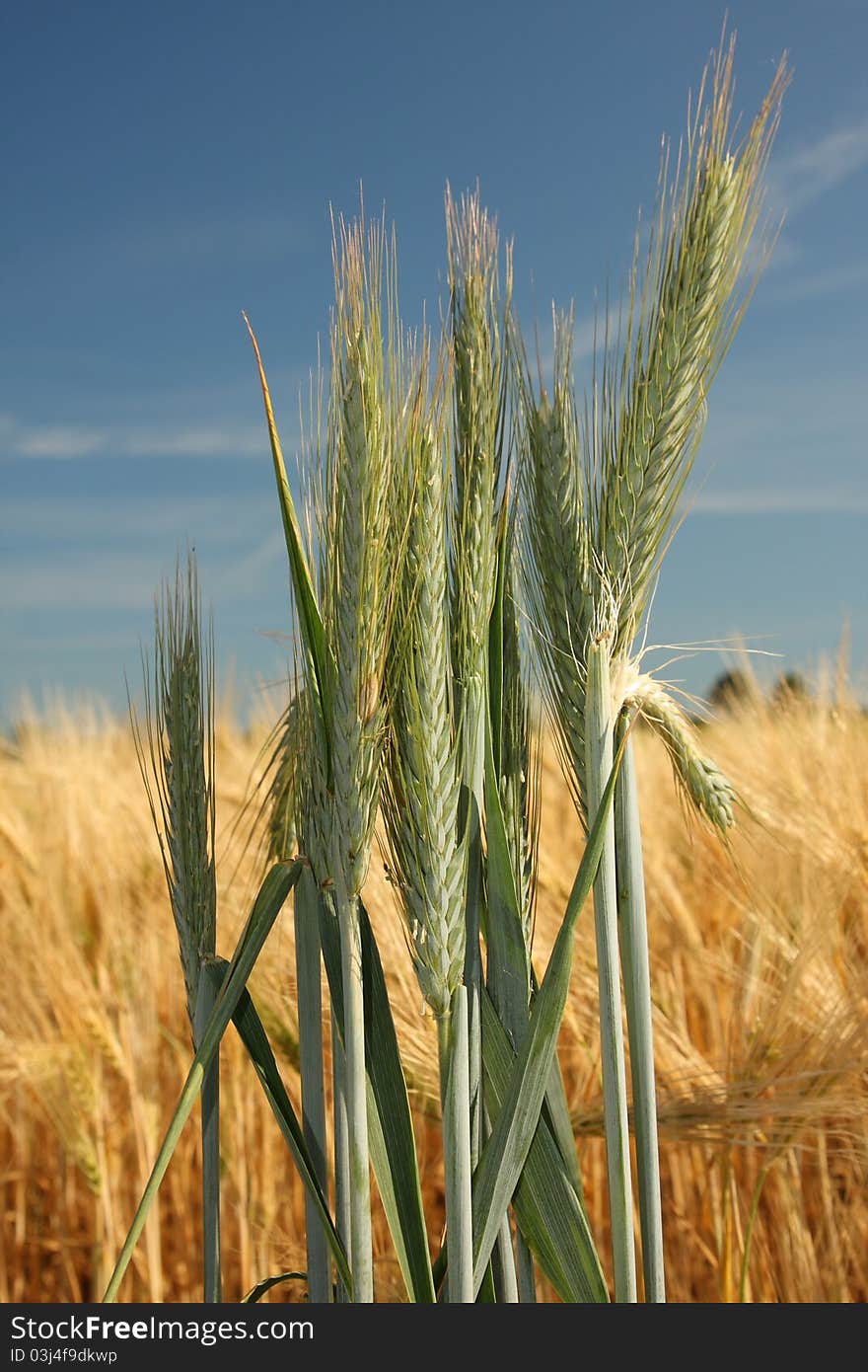 Immature ears of rye