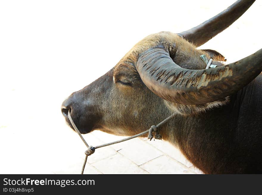 Thai buffalo is animal domesticate.