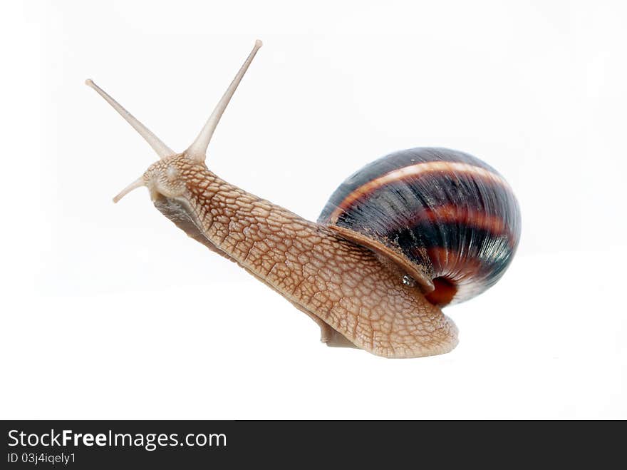 Garden snail isolated on a white background