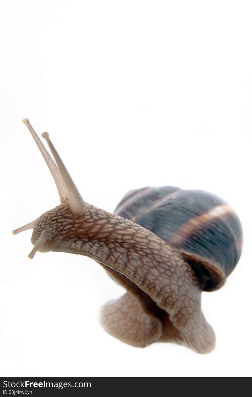 Garden snail