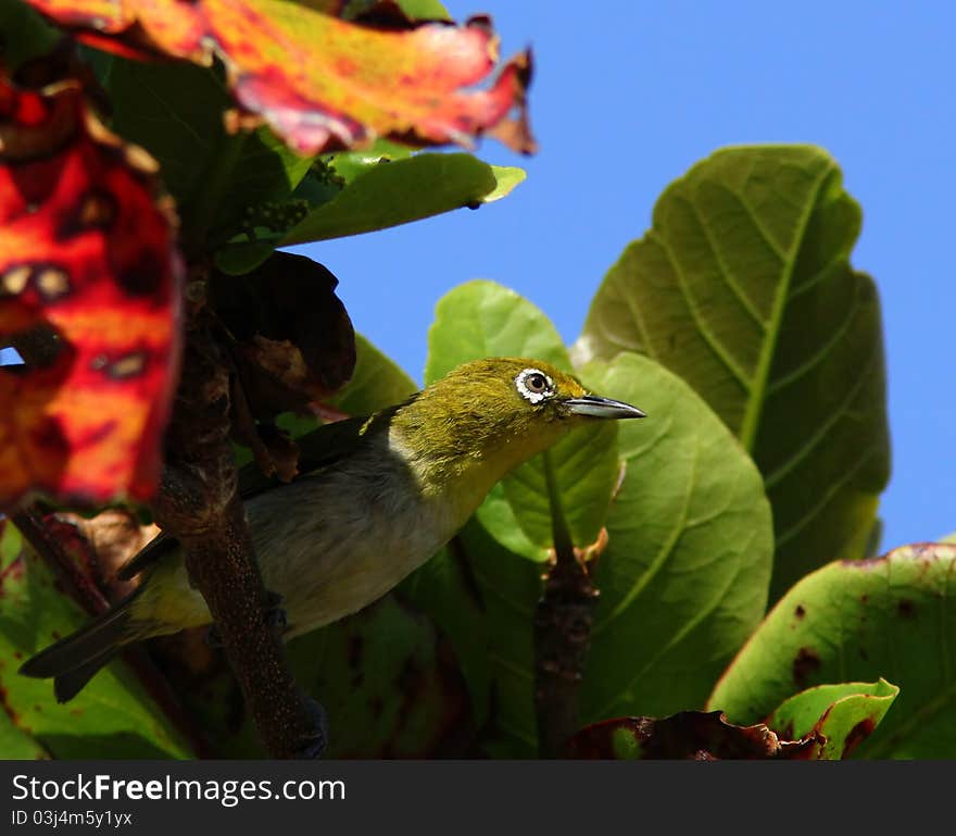 Japanese White Eye sticks it's head out from behind a leaf. Japanese White Eye sticks it's head out from behind a leaf.