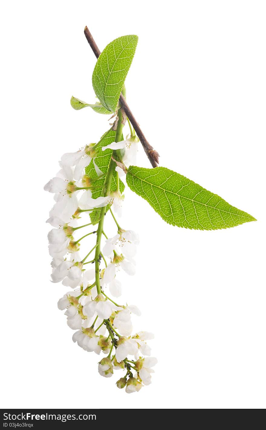 Bird Cherry Tree Inflorescences On White