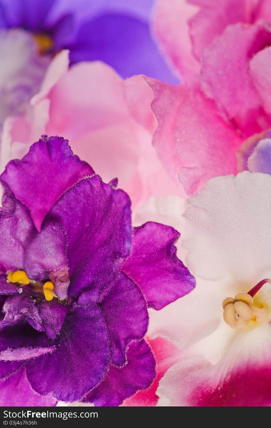 Background with pink violet flowers