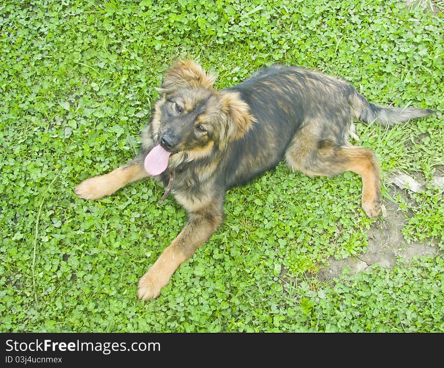 Shaggy brown dog lying on the grass. Shaggy brown dog lying on the grass