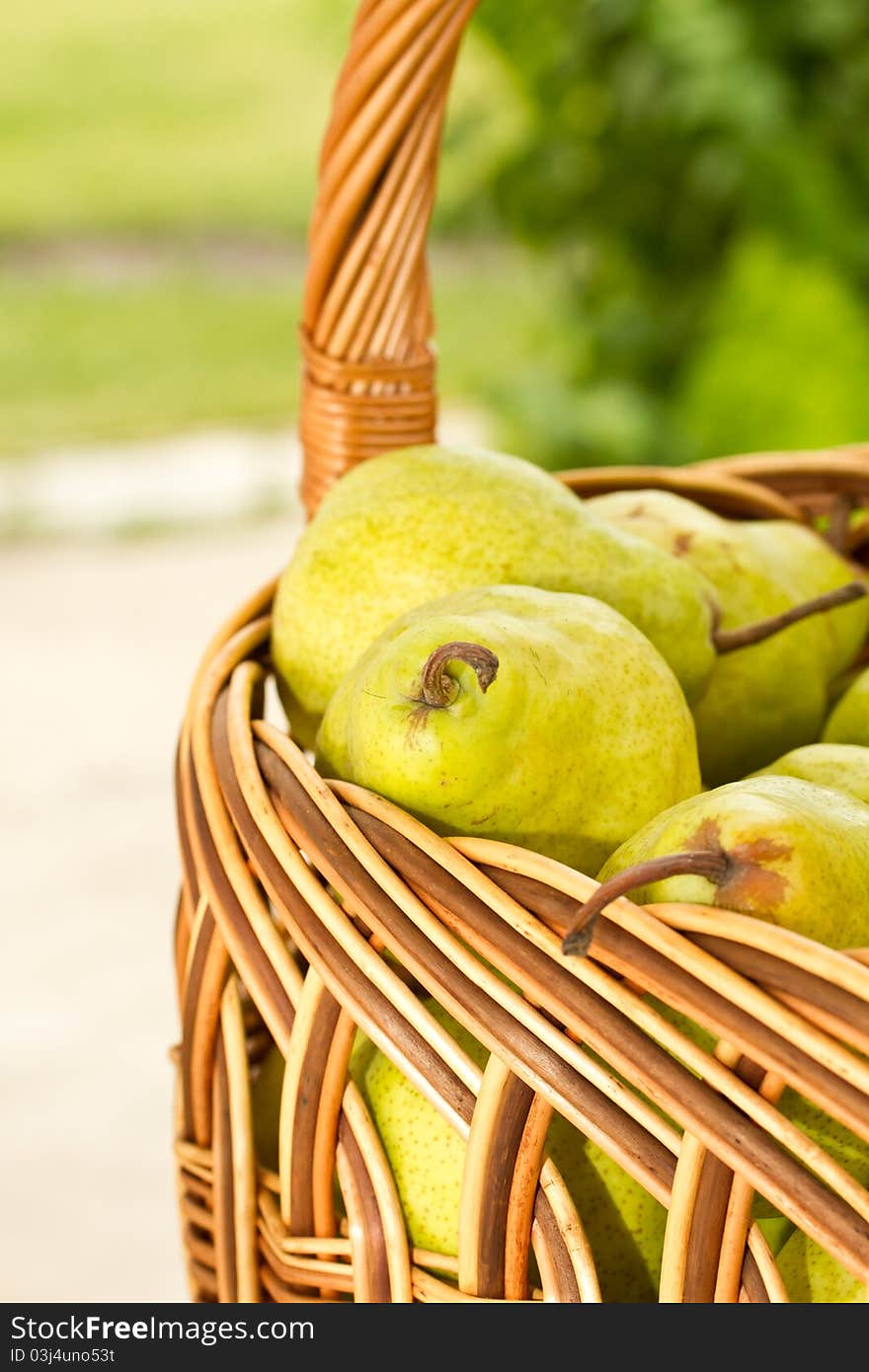 Basketful of ripe green pears. Basketful of ripe green pears