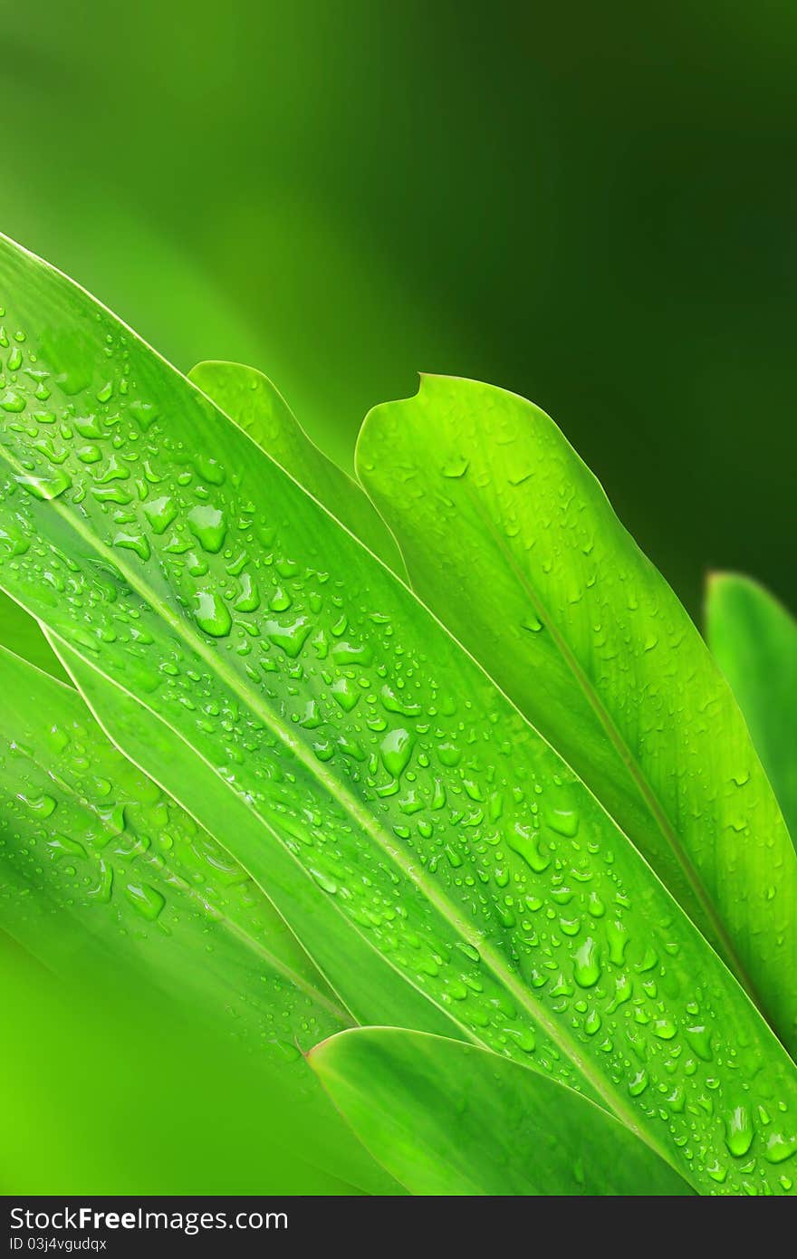 Water drops on plant leaf in the garden