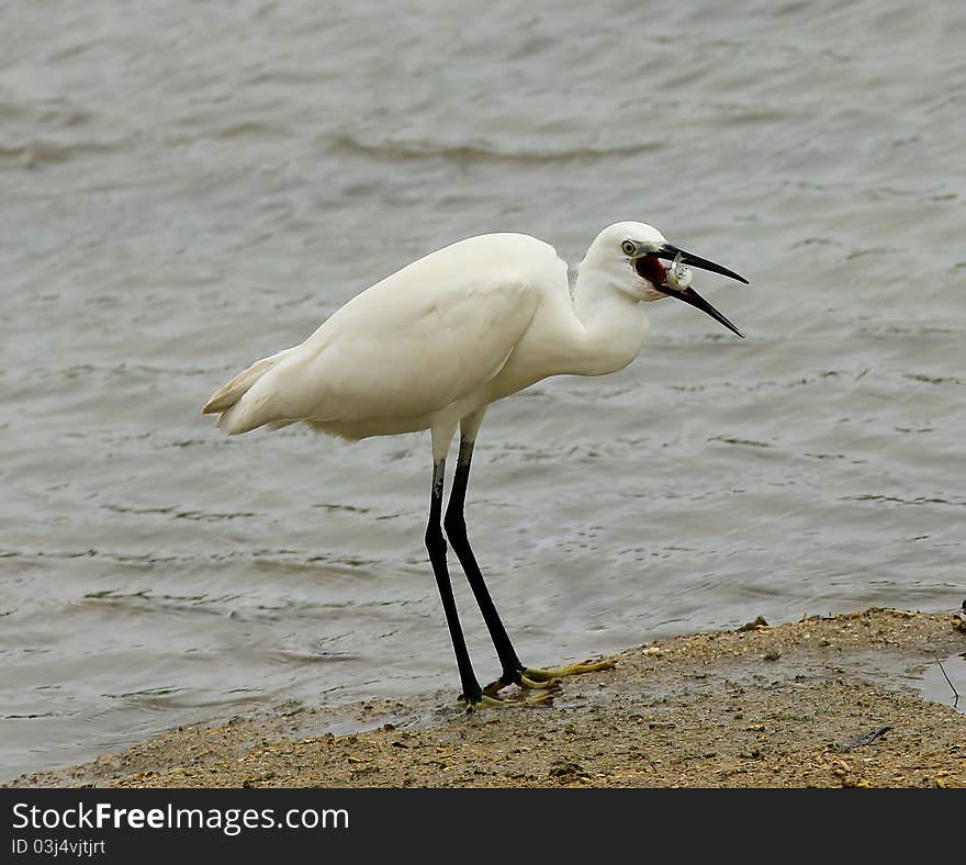 Stunning Great Egret prepares to swallow a fish. Stunning Great Egret prepares to swallow a fish.