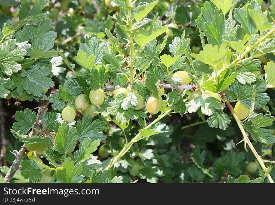 Some Fresh Green Gooseberries Growing on a Bush. Some Fresh Green Gooseberries Growing on a Bush.