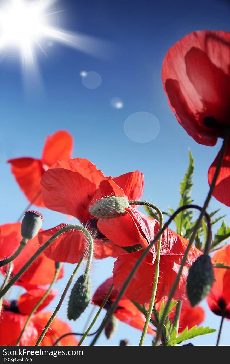 Macro photo of poppy blooming field with sunshine