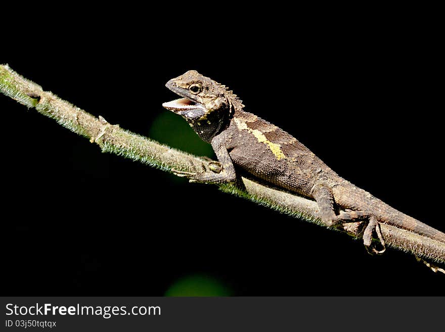 A lizard stay on branch at night