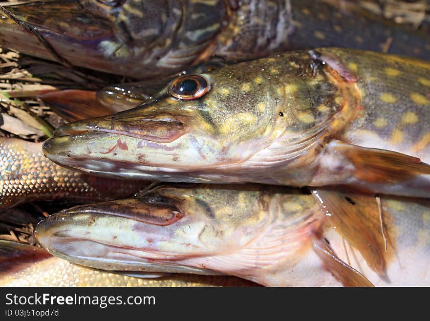 Head on a pike yellow grass. Head on a pike yellow grass