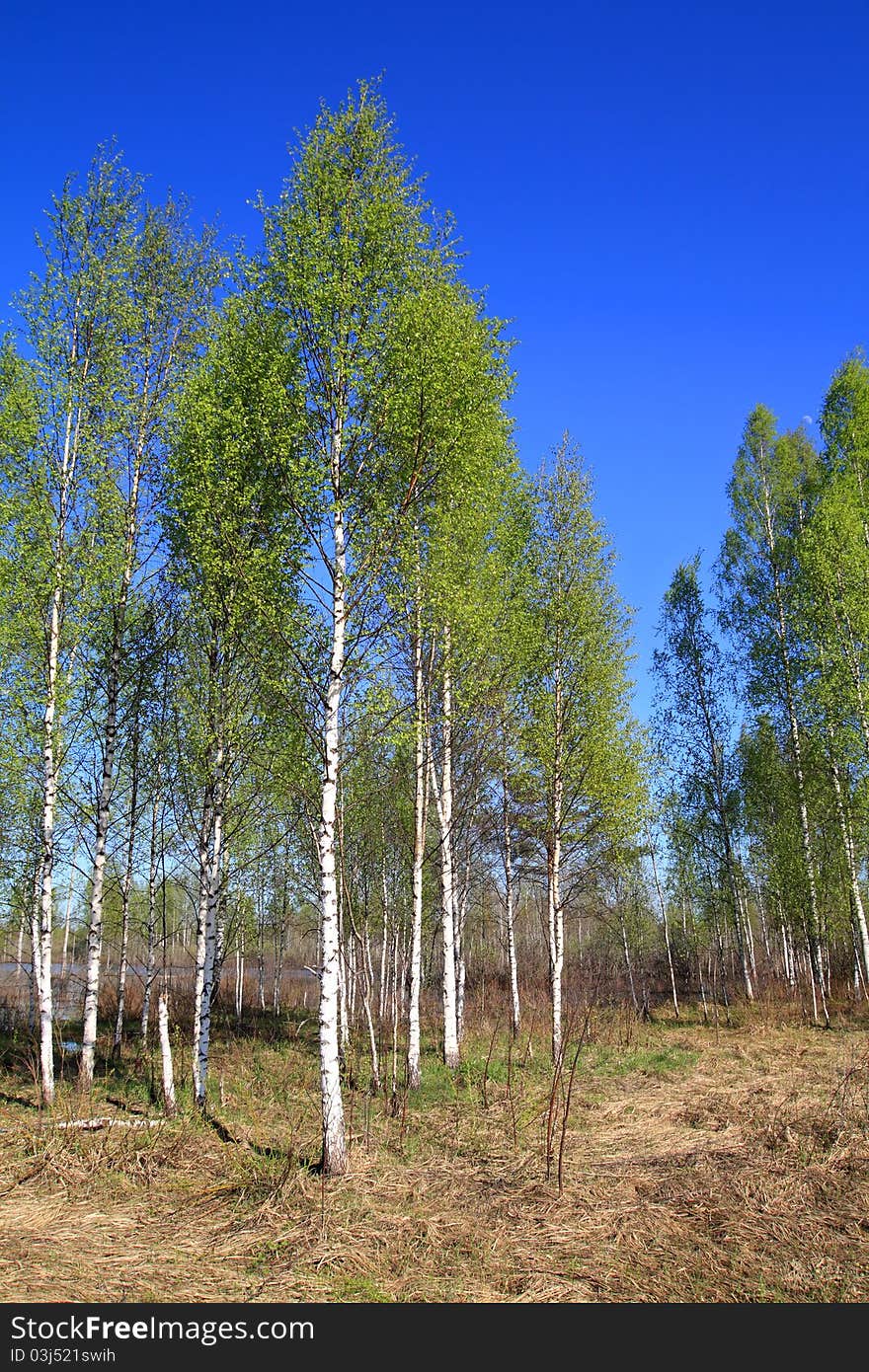 Birch wood among the dry grass