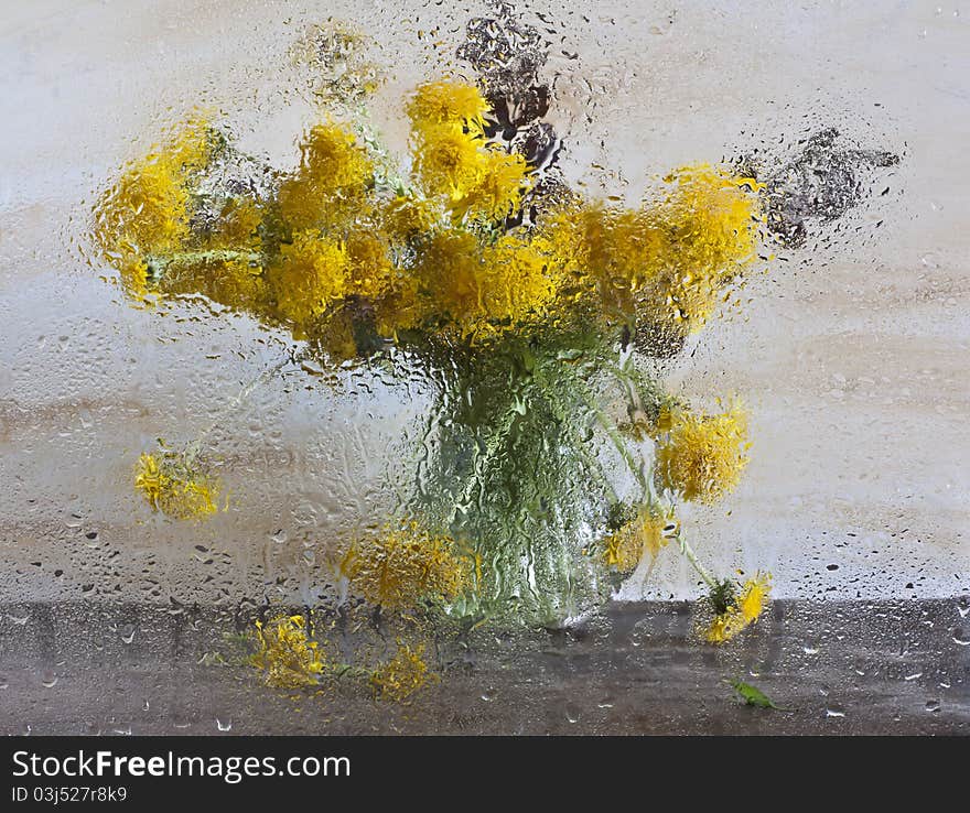 Bouquet of dandelions after wet glass. Bouquet of dandelions after wet glass