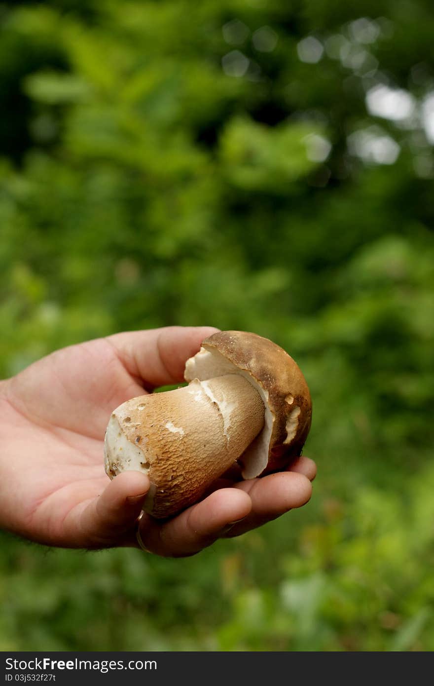 Brown Mushroom