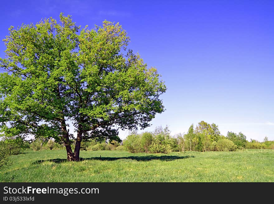 Green oak