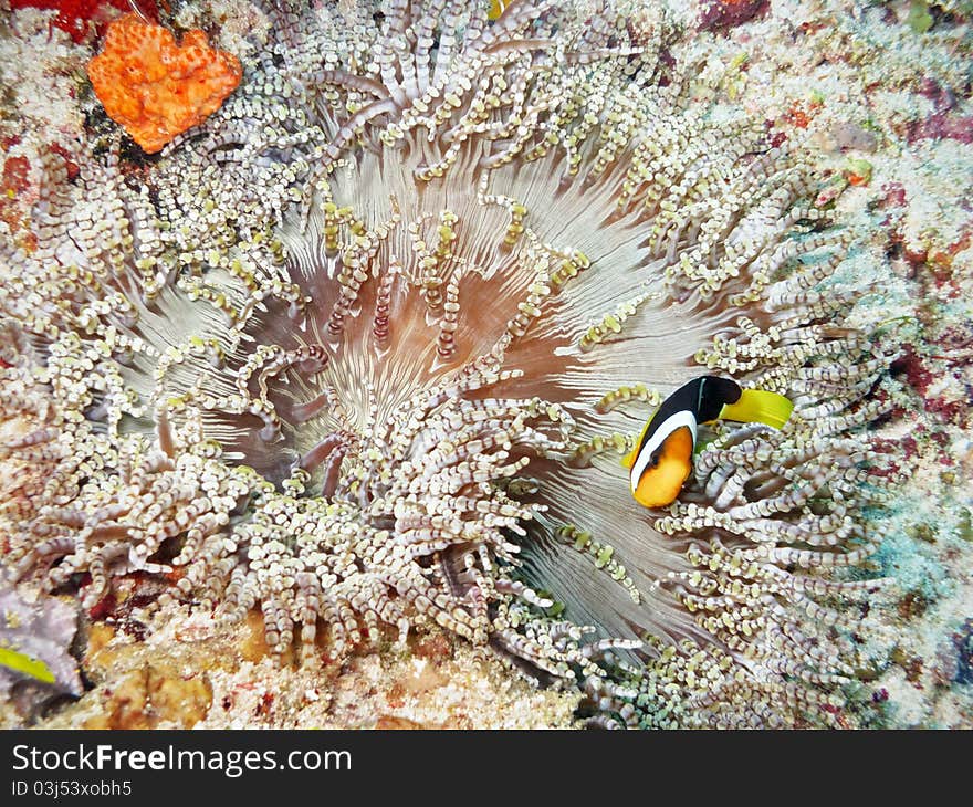 White anemone with a single clow fiish. White anemone with a single clow fiish