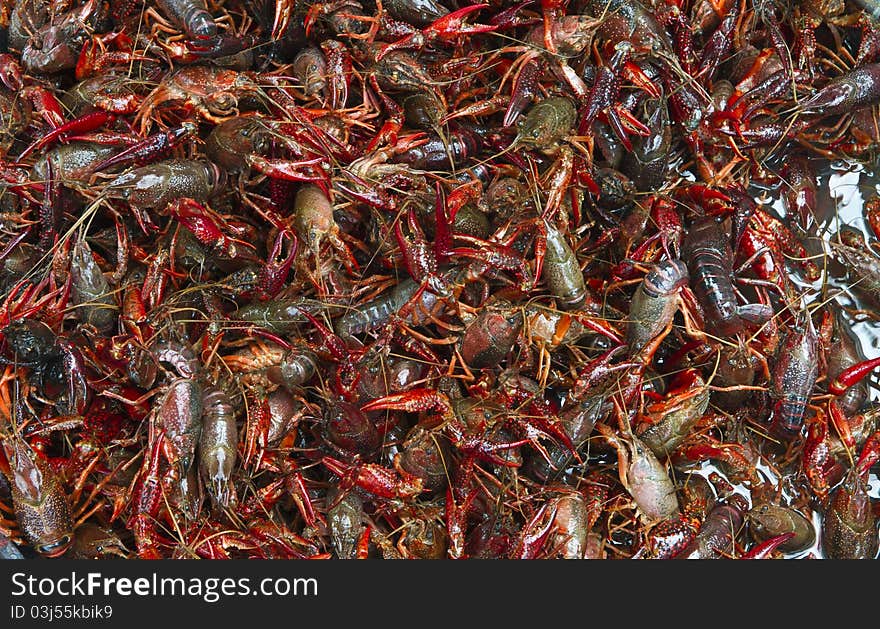 Live crawfish close up